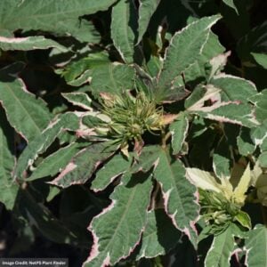 Hibiscus – Summer Carnival – #3 Container