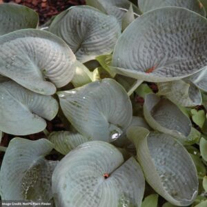 Hosta – Abiqua Drinking Gourd – #1 Container