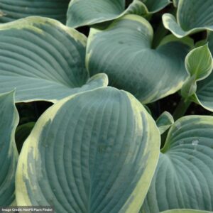 Hosta – American Halo – #1 Container