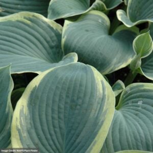 Hosta – American Halo – #1 Container
