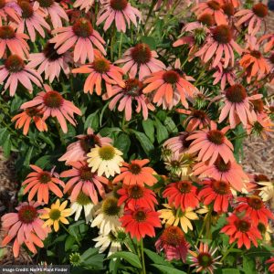 Coneflower (Echinacea) – Cheyenne Spirit – #1 Container