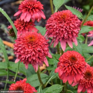 Coneflower (Echinacea) – Double Scoop™ Raspberry Deluxe – #1 Container
