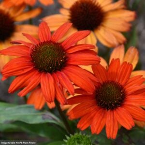 Coneflower (Echinacea) – Kismet® Intense Orange – #1 Container