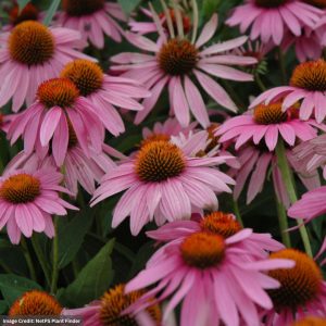 Coneflower (Echinacea) – Magnus – #1 Container