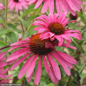 Coneflower (Echinacea) – Ruby Star™ – #1 Container