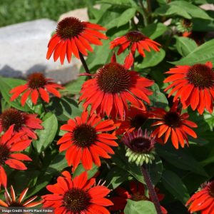 Coneflower (Echinacea) – Sombrero® Sangrita – #1 Container