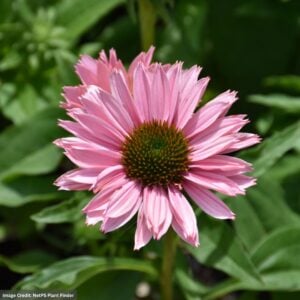 Coneflower (Echinacea) – SunSeekers® Salmon – #1 Container