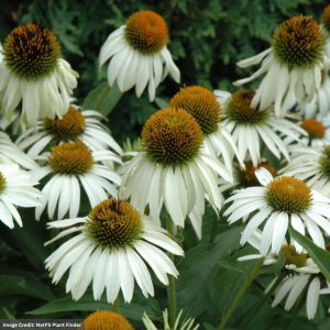 Coneflower (Echinacea) – White Swan – #1 Container