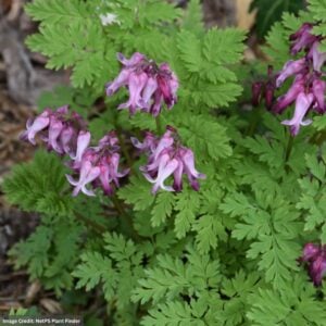 Bleeding Heart (Dicentra Eximia) – #1 Container