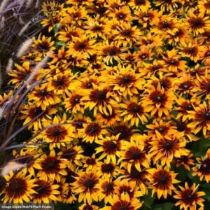 Echibeckia™ – Summerina® Sizzling Sunset – #2 Container