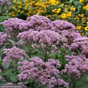 Joe Pye Weed (Eupatorium) – Euphoria™ Ruby – #1 Container