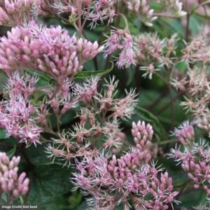 Joe Pye Weed (Eupatorium) – Little Pye – #1 Container