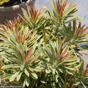 Spurge (Euphorbia x Martinii) – Ascot Rainbow – #1 Container