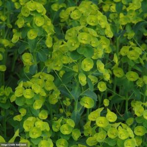 Spurge (Euphorbia) – Robbiae – #1 Container