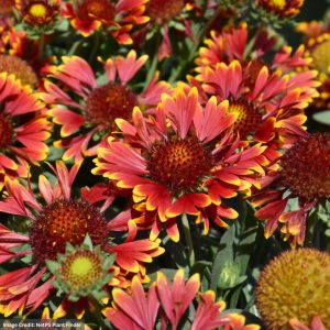 Orange Halo Blanket Flower