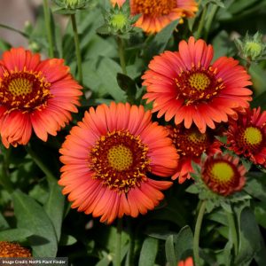 Red Blanket Flower
