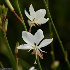 Wandflower (Gaura) – Belleza White – #1 Container