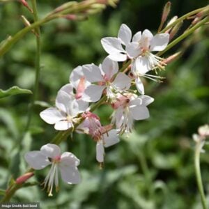 Wandflower (Gaura) – Whirling Butterflies – #1 Container