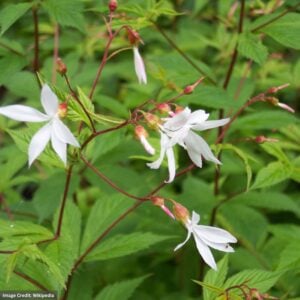 Bowman’s root (Gillenia Trifoliata) – #1 Container