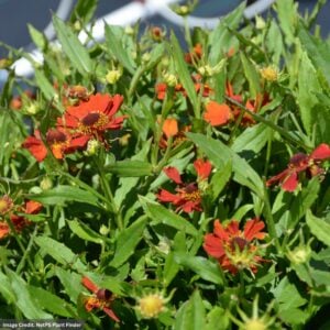 Sneezeweed (Helenium autumnale) – Hayday™ Orange – #1 Container