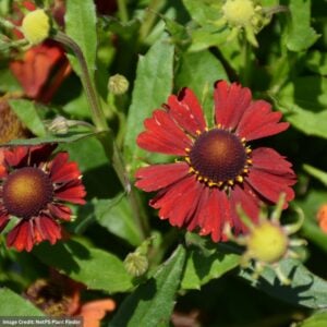 Sneezeweed (Helenium autumnale) – Hayday™ Red – #1 Container