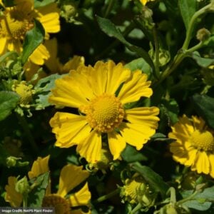 Sneezeweed (Helenium autumnale) – Hayday™ Yellow – #1 Container
