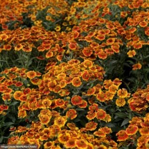 Sneezeweed (Helenium autumnale) – Salud™ Embers – #1 Container