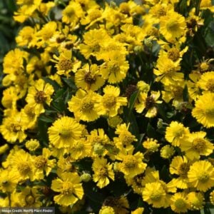 Sneezeweed (Helenium autumnale) – Salud™ Yellow – #1 Container