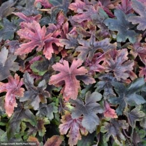 Foamy Bells (Heucherella) – Brass Lantern – 2 Qt Container
