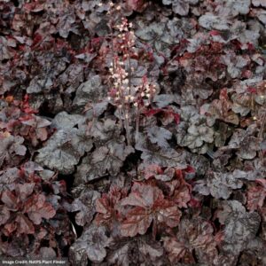 Foamy Bells (Heucherella) – Onyx – 2 Qt Container