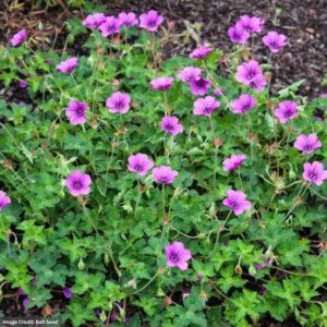 Cranesbill (Geranium) – Hexham Velvet – 2 Qt Container