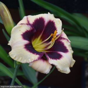Daylily (Hemerocallis) – Celebration Of Angels – #1 Container
