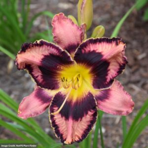 Daylily (Hemerocallis) – Simmons Overture – #1 Container