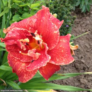 Daylily (Hemerocallis) – Moses Fire – #1 Container