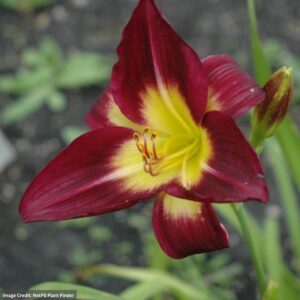 Daylily (Hemerocallis) – Night Beacon – #1 Container