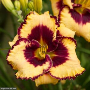 Daylily (Hemerocallis) – Open My Eyes – #1 Container