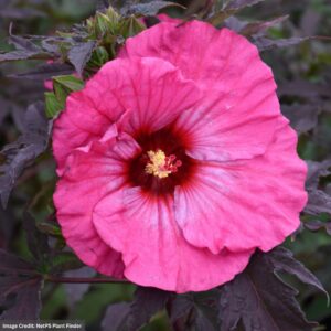 Hibiscus – Inner Glow – #3 Container