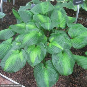 Hosta – Avocado – #1 Container