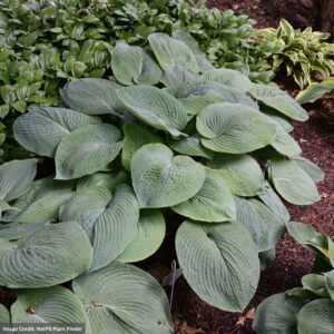 Hosta – Blue Angel – #1 Container