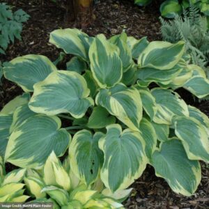 Plantain Lily (Hosta) – Earth Angel – #1 Container