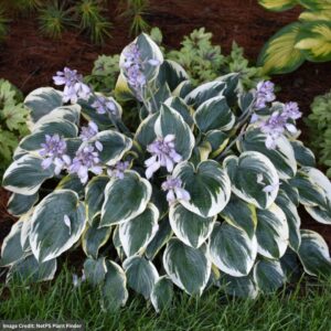 Plantain Lily (Hosta) – First Frost – #1 Container