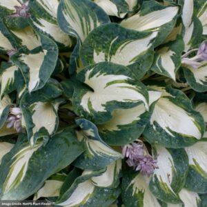 Hosta – Hans – #1 Container