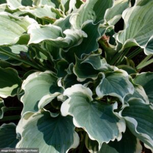 Hosta – Hope Springs Eternal – #1 Container