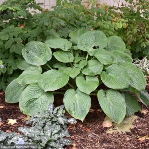 Hosta – Humpback Whale – #1 Container