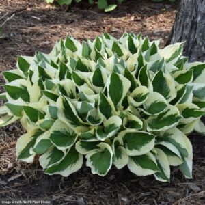 Plantain Lily (Hosta) – Patriot – #1 Container