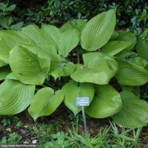Plantain Lily (Hosta) – Sum And Substance – #1 Container