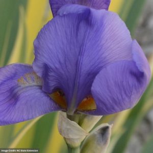 Iris (Variegata) – Dalmatian – #1 Container