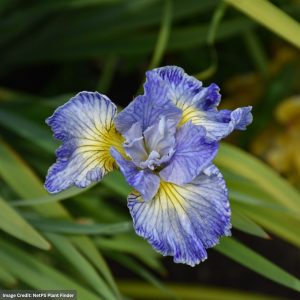 Siberian Iris – Cape Cod Boys – #1 Container