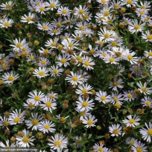 Japanese Aster (Kalimeris) – Blue Star – #1 Container