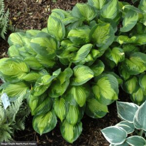 Hosta – Captain Kirk – #1 Container